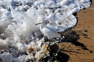 Snowy Egret