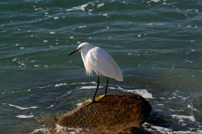 Snowy Egret