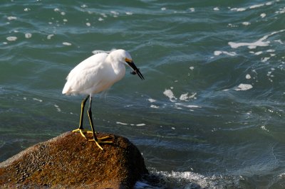 Snowy Egret