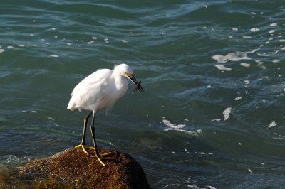 Snowy Egret