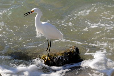 Snowy Egret