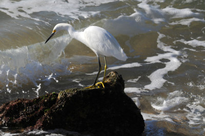 Snowy Egret