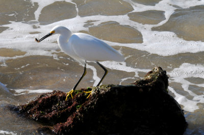 Snowy Egret with catch