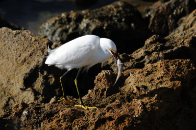 Snowy Egret with catch