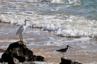 Snowy Egret and Dunlin