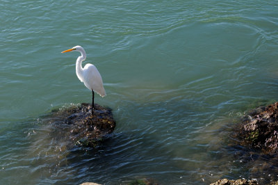 Great Egret