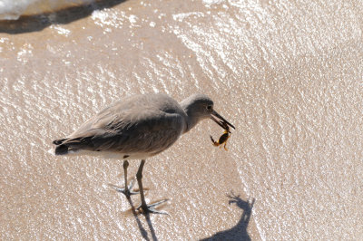 Dunlin with catch