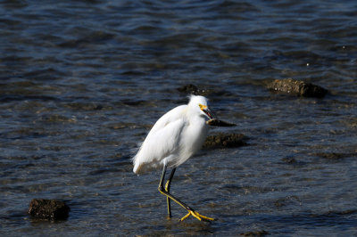 Snowy Egret