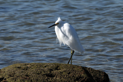 Snowy Egret