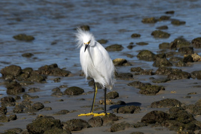 Snowy Egret