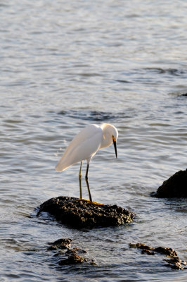 Snowy Egret