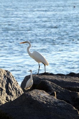 Great Egret and Snowy Egret