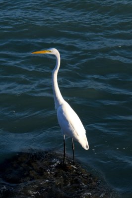 Great Egret