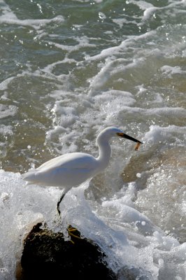 Snowy Egret with catch