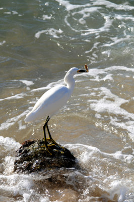 Snowy Egret with catch