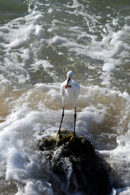 Snowy Egret with catch