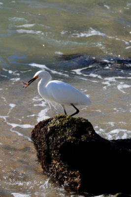 Snowy Egret with catch