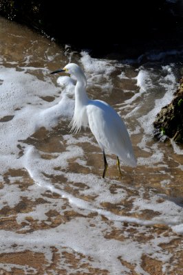 Snowy Egret