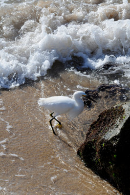 Snowy Egret