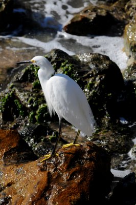 Snowy Egret