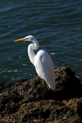 Great Egret