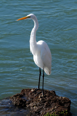 Great Egret