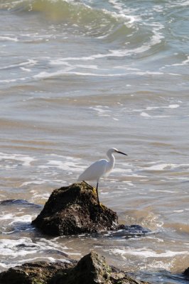 Snowy Egret