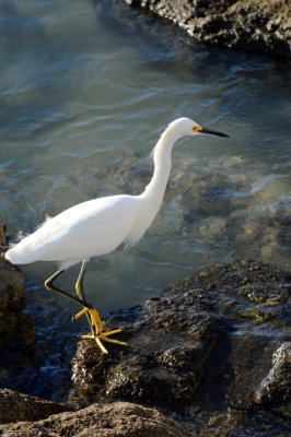 Snowy Egret