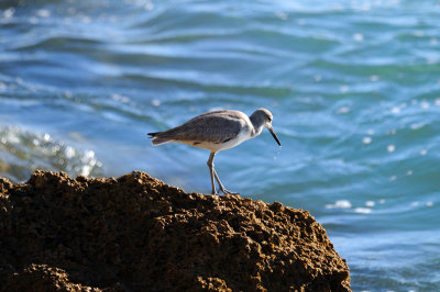 Dunlin