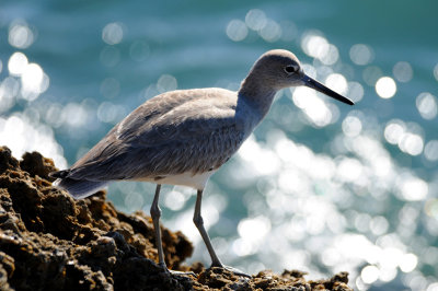 Dunlin