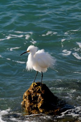 Snowy Egret