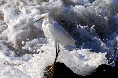 Snowy Egret