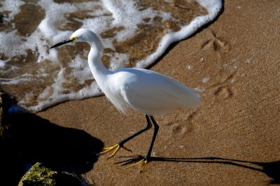 Snowy Egret