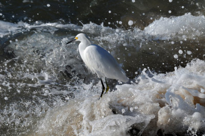 Snowy Egret