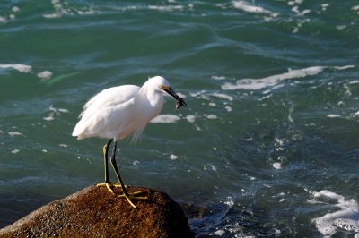 Snowy Egret