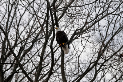 Bald eagle at Conowingo Dam