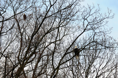 Bald eagles at Conowingo Dam