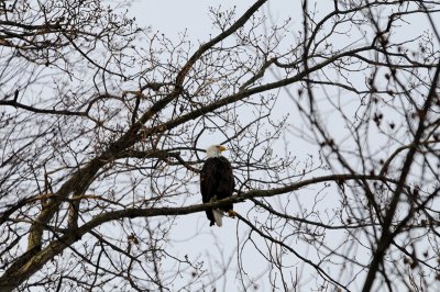 Bald eagle at Conowingo Dam