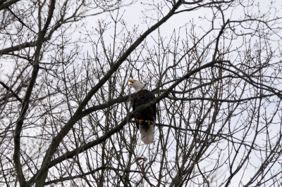 Bald eagle at Conowingo Dam