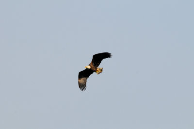 Bald eagle at Conowingo Dam