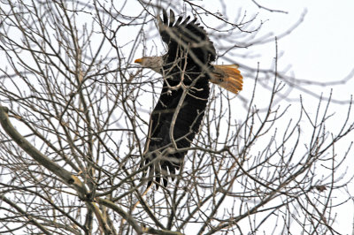 Bald eagle at Conowingo Dam