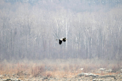 Blue heron at Conowingo Dam