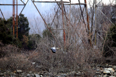 Blue heron at Conowingo Dam
