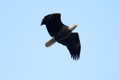 Bald eagle at Conowingo Dam