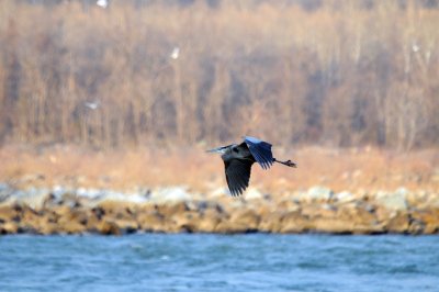 Blue heron at Conowingo Dam