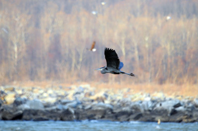 Blue heron at Conowingo Dam