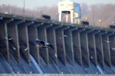 Blue heron at Conowingo Dam