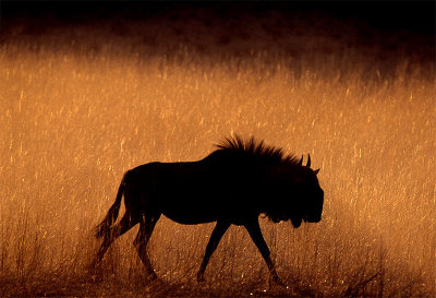 Wildebeest