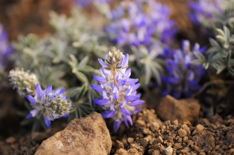 Dwarf Lupine