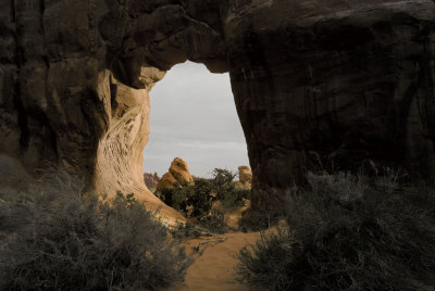 Pine Tree Arch